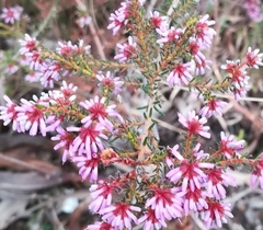 Erica labialis