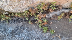 Calceolaria stellariifolia