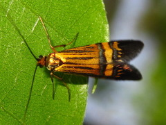 Nemophora staudingerella