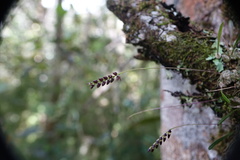 Pantoblepharon