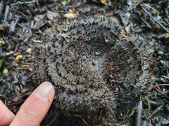 Lepista fibrosissima