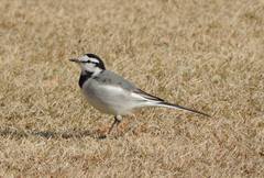 Motacilla alba