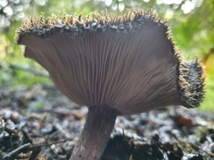 Lepista fibrosissima