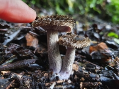 Lepista fibrosissima