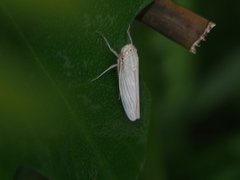 Cofana spectra