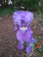Iris