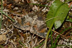 Dysstroma latefasciata