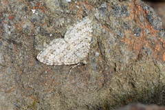 Entephria caesiata