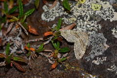 Entephria polata