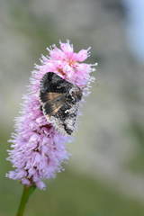 Syngrapha interrogationis