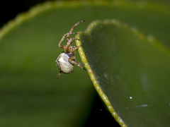 Araneus angulatus