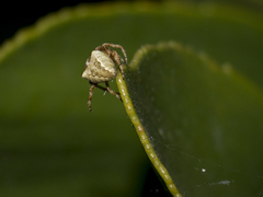 Araneus angulatus
