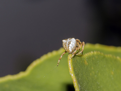 Araneus angulatus