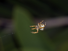 Araneus angulatus