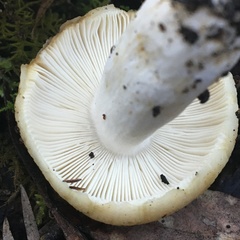 Russula marangania