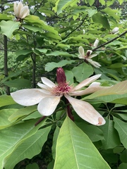 Magnolia officinalis