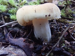 Russula marangania