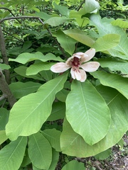 Magnolia officinalis