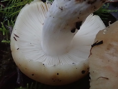 Russula marangania