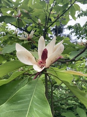 Magnolia officinalis