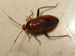 Castanopsides kerzhneri