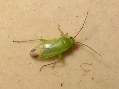 Orthotylus sophorae