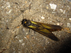 Libelloides sibiricus sibiricus