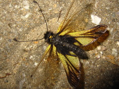 Libelloides sibiricus sibiricus