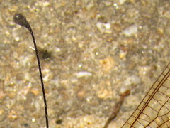 Libelloides sibiricus sibiricus