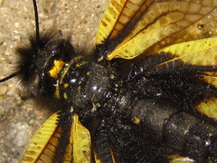 Libelloides sibiricus sibiricus