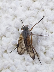 Rhagio vitripennis