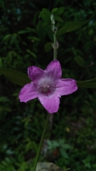 Strobilanthes madagascariensis