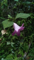 Strobilanthes madagascariensis