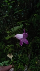 Strobilanthes madagascariensis
