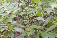 Strobilanthes callosa