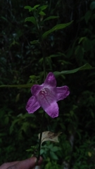 Strobilanthes madagascariensis