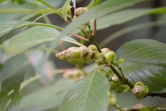 Strobilanthes callosa