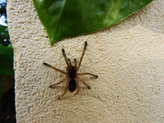Ephebopus murinus