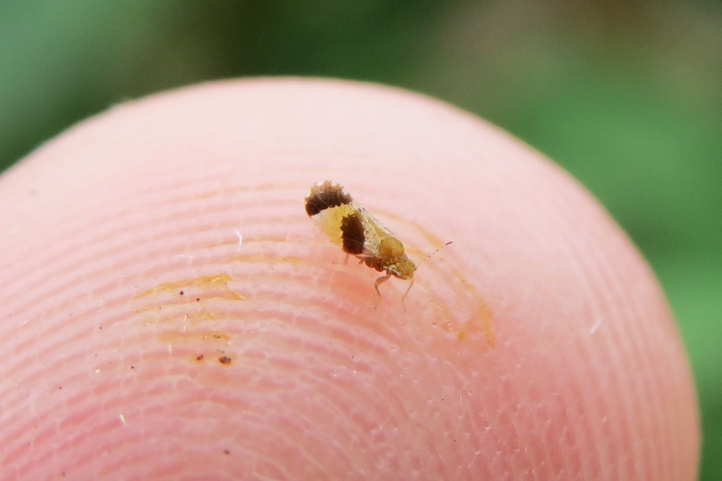 Russelliana