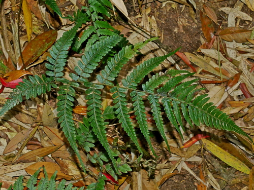 Athyrium arisanense iNat (2)