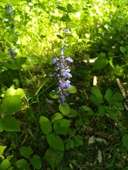 Ajuga reptans