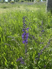 Salvia pratensis