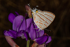 Hemiolaus caeculus caeculus