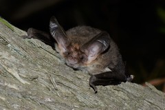 Nyctophilus geoffroyi