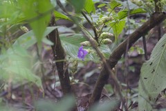 Strobilanthes callosa