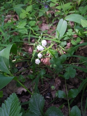 Convallaria majalis