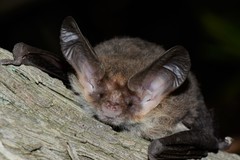 Nyctophilus geoffroyi