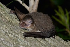Nyctophilus geoffroyi