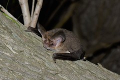 Nyctophilus geoffroyi