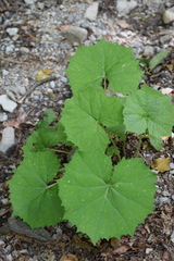 Petasites albus